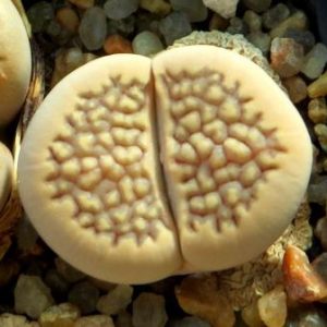 1604 MG lithops hallii C 174