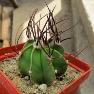 astrophytum crassispinum black