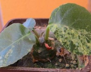 dorstenia foetida variegata