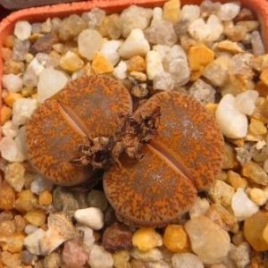Lithops lesliei v. Mariae C141