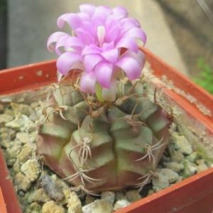 gymnocalycium damsii rotundulum