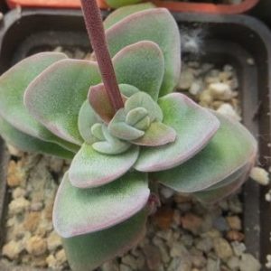 crassula species ЮАР