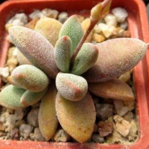 Crassula namaguensis