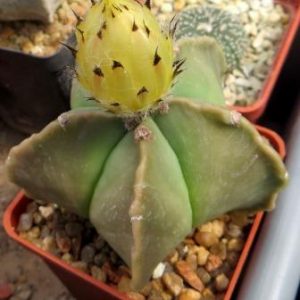 astrophytum myriostigma kikko