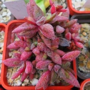 crassula spec