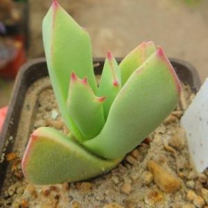 schwantesia ruedebuschii