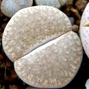 lithops verruculosa glabra C 177
