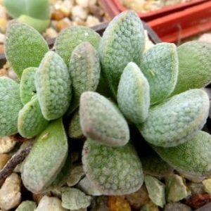 crassula tecta hybrid