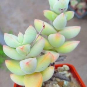Crassula perforata
