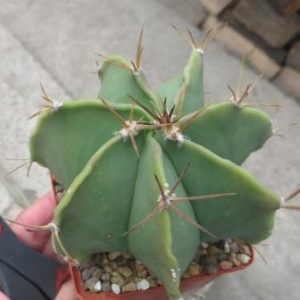 astrophytum myriostigma multicostatum nuda
