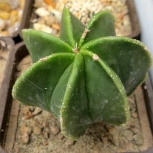 astrophytum myriostigma multicostatum nuda