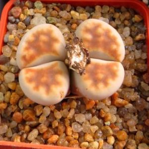 lithops karasmontana lateritia