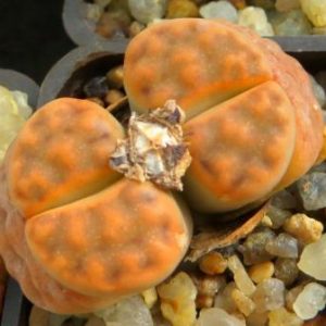 lithops karasmontana red