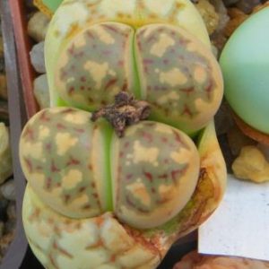 lithops dorotheae c124