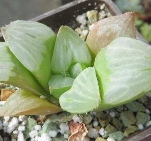 haworthia bakui mutica