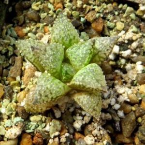 haworthia esterhuizenii