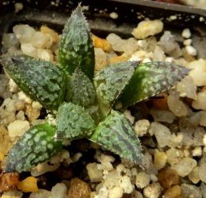 haworthia splendens yuki keshiki