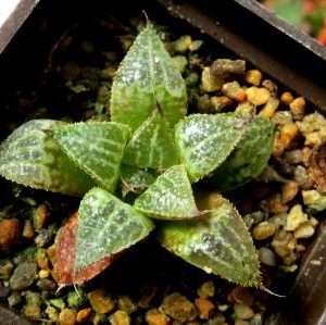 haworthia splendens yuki keshiki