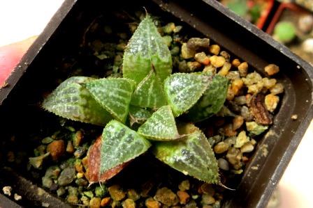 haworthia splendens yuki keshiki
