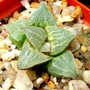Haworthia hybrid