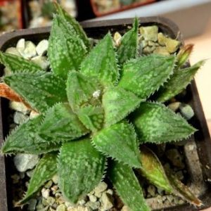 Haworthia 'Korizato' x 'Yuki Usagi