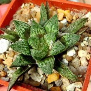 Haworthia 'Korizato' x 'Yuki Usagi