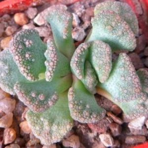 1870.822 titanopsis calcarea