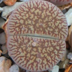 lithops aucampiae fluminalis