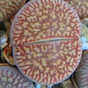 lithops aucampiae fluminalis
