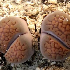 1606 MG lithops hallii brown 135