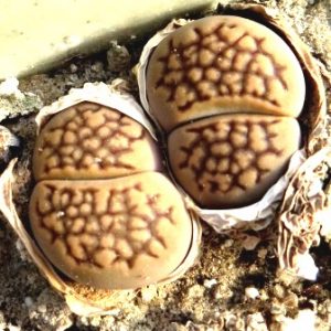 1596.8 MG  lithops hallii Geluksure