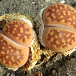 1608.7 MG lithops hallii ochracea