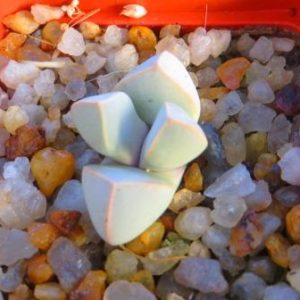 lapidaria margaretae