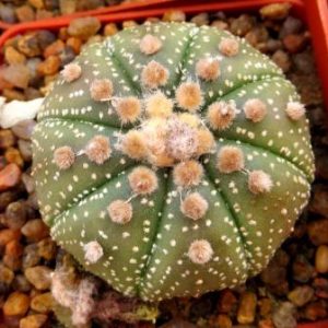 astrophytum asterias ooibo