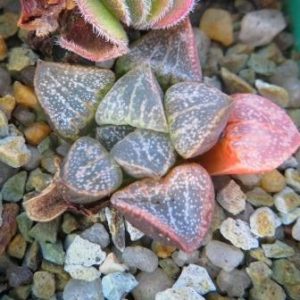 Haworthia picta  x  Haworthia pygmaea v. argento-maculosa