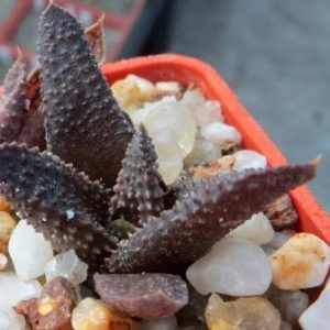 haworthia koelmaniorum x haworthia scabra