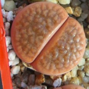 Lithops hookeri v. subfenestrata C 19