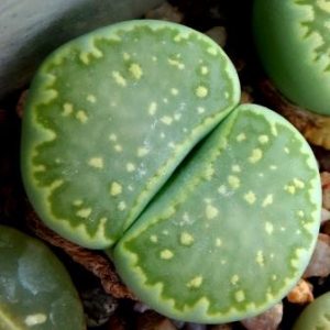 lithops julii fulleri green
