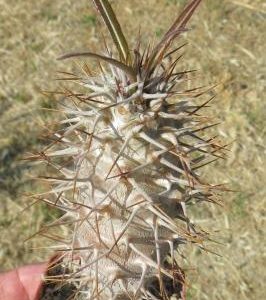 pachypodium geayi