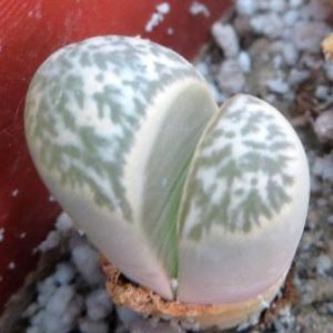 lithops helmutii
