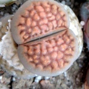 1601 MG lithops hallii C 94