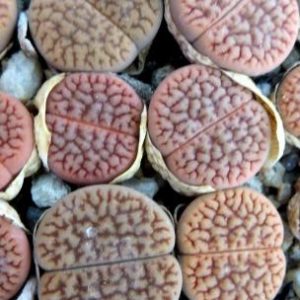 1616.2 MG lithops hookeri C 155