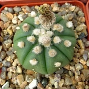 astrophytum asterias nudum