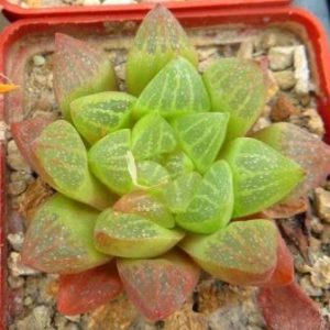 haworthia hybrid