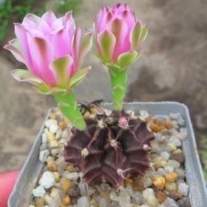 gymnocalycium friedrichii