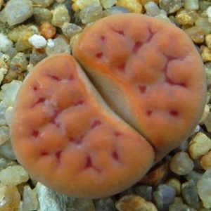 lithops karasmontana red
