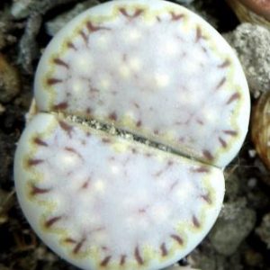 lithops julii milky window