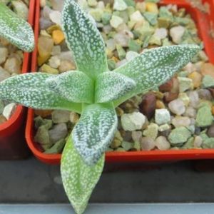 nananthus margaritifera caudex