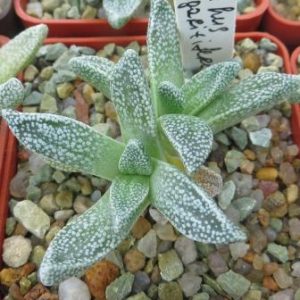 nananthus margaritiferus caudex