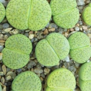 lithops fulviceps aurea
